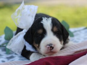 Photo of Lexie