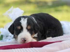 Photo of Lexie