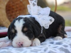 Photo3 for Lindsay (Abbiee)