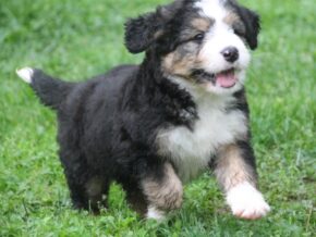 Photo of Little Joe