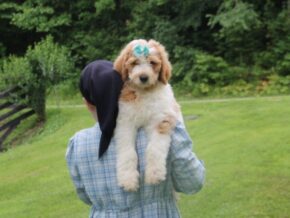 Photo of Caramel