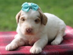 Photo4 for Chaney