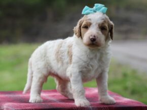 Photo of Chibo (Franklin)