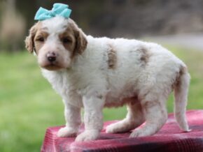 Photo of Chibo (Franklin)