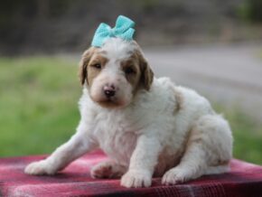 Photo of Chibo (Franklin)