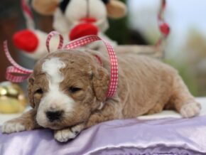 Photo of Lacey