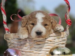 Photo of Lacey