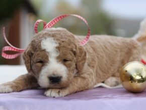Photo of Lacey