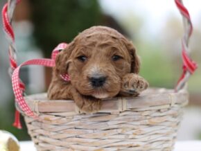 Photo of Laurette