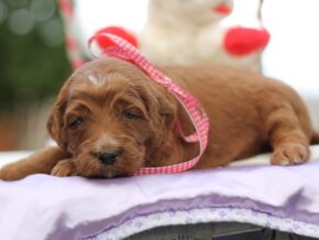 Photo of Lilibeth