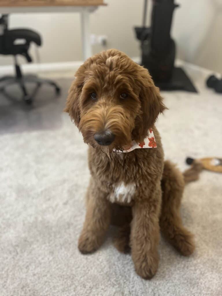 Profile photo