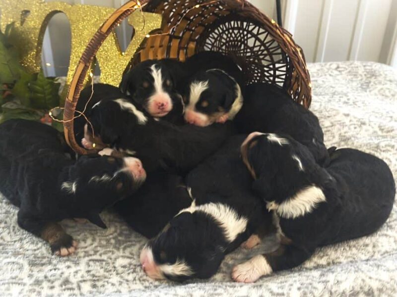 1025-Captain-Lanie F1 Bernedoodle image