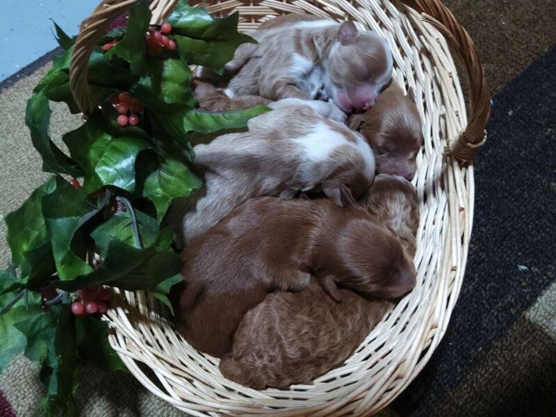 1125-Happy Tails Turbo-River Mini Goldendoodle image