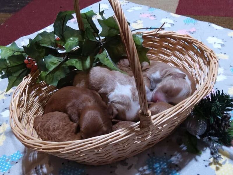 1125-Happy Tails Turbo-River Mini Goldendoodle image