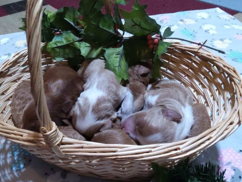 1125-Happy Tails Turbo-River Mini Goldendoodle image