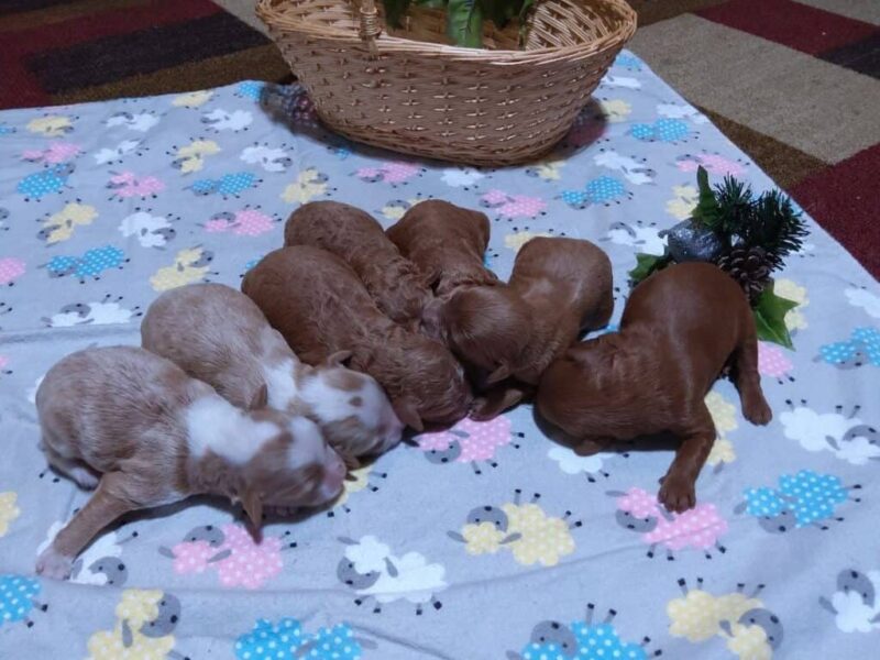 1125-Happy Tails Turbo-River Mini Goldendoodle image