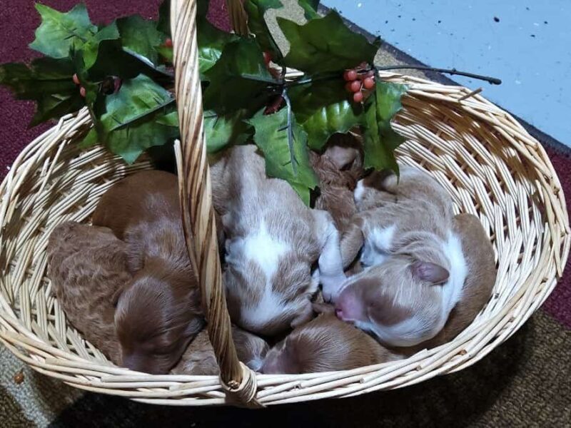 1125-Happy Tails Turbo-River Mini Goldendoodle image