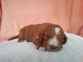 Photo of Malcolm