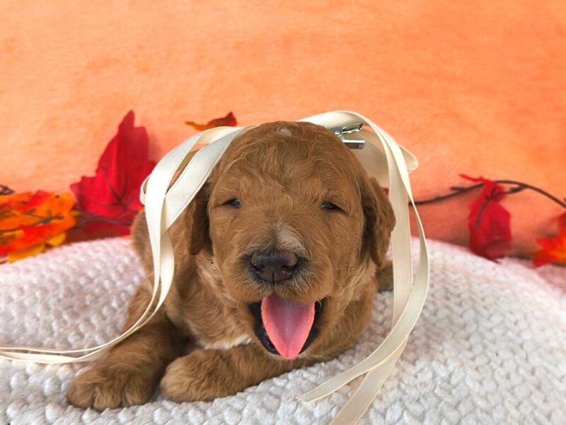 Mariachi image