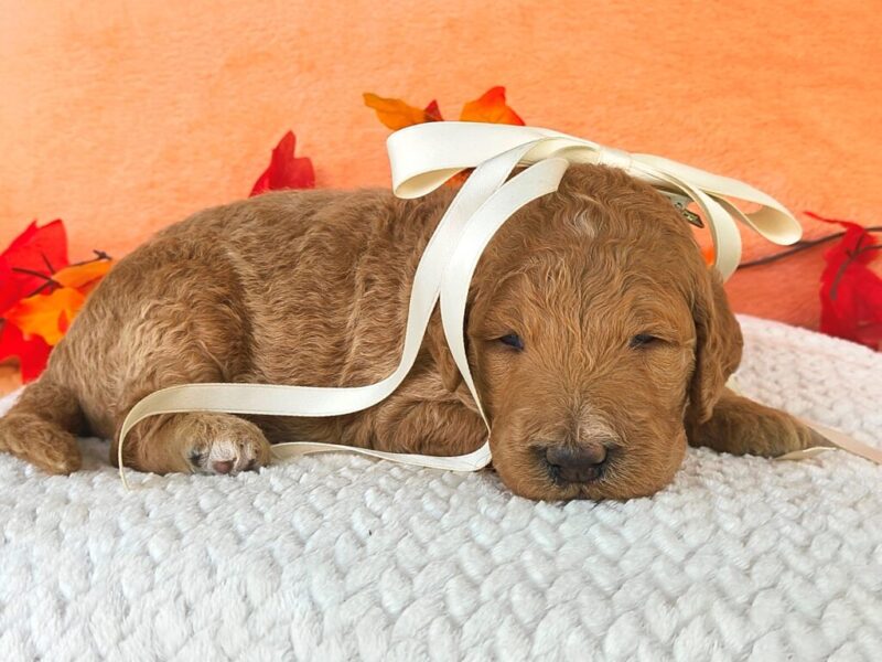 Mariachi image