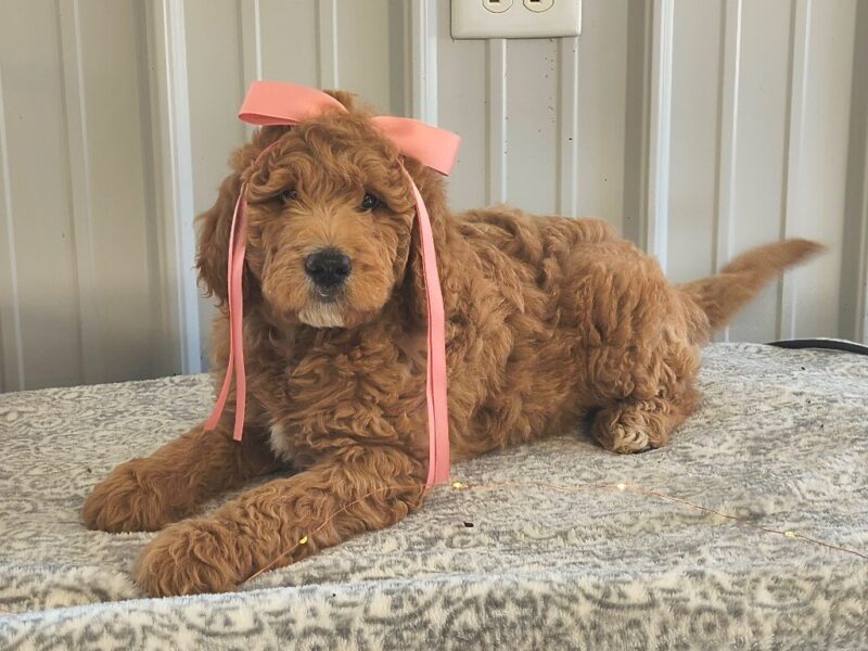 Melody, a F1 Goldendoodle puppy at Blessed Hope Kennels in Kentucky.