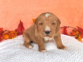 Photo of Montego