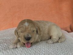 Photo3 for Munchkin