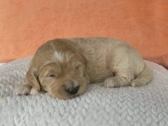 Photo1 for Munchkin