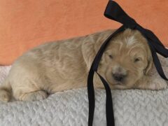 Photo2 for Munchkin