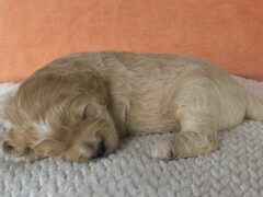 Photo4 for Munchkin