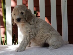 Photo of Munchkin