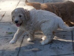Photo of Munchkin
