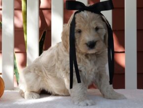 Photo of Munchkin