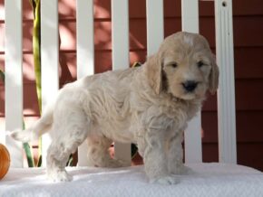 Photo of Munchkin