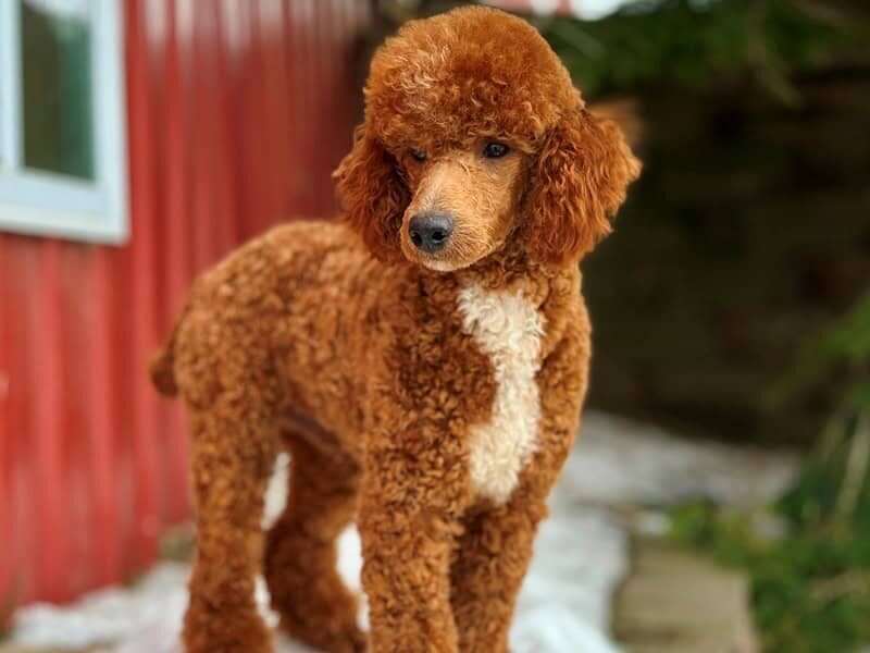 Happy Tails Turbo, our Poodle Mini sire at Blessed Hope Kennels in Kentucky.