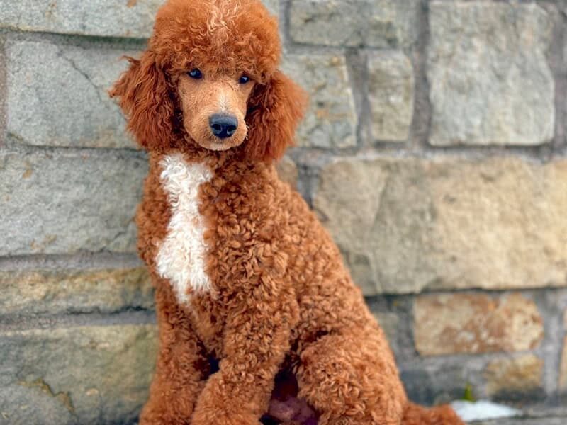 Happy Tails Turbo, our Poodle Mini sire at Blessed Hope Kennels in Kentucky.