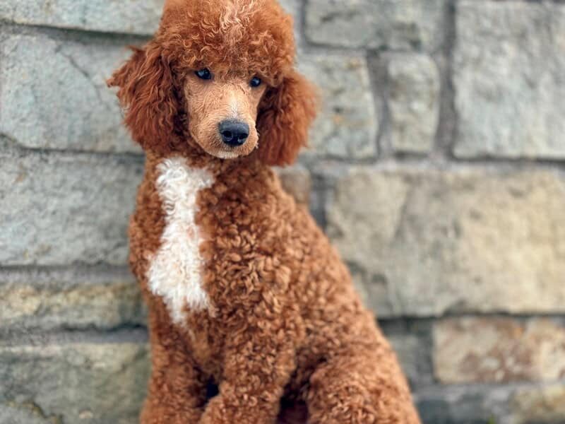 Happy Tails Turbo, our Poodle Mini sire at Blessed Hope Kennels in Kentucky.