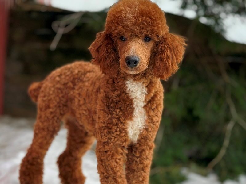 Happy Tails Turbo, our Poodle Mini sire at Blessed Hope Kennels in Kentucky.