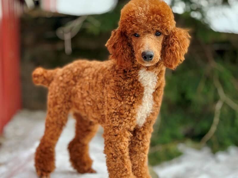 Happy Tails Turbo, our Poodle Mini sire at Blessed Hope Kennels in Kentucky.