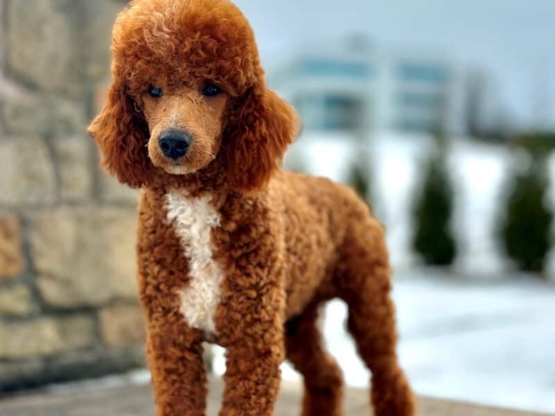 Happy Tails Turbo, our Poodle Mini sire at Blessed Hope Kennels in Kentucky.