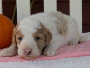 Photo of Chica