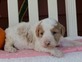 Photo of Chica