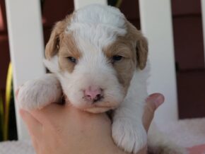 Photo of Chica