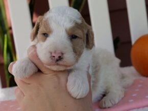 Photo of Chica