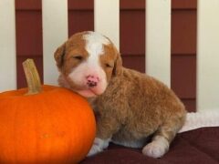 Photo2 for Clover