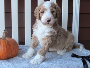 Photo of Clover
