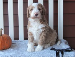 Photo of Clover