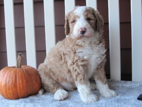 Photo of Clover