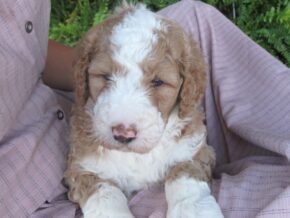 Photo of Clover