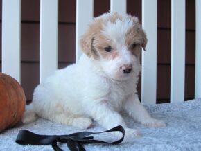 Photo of Cruiser